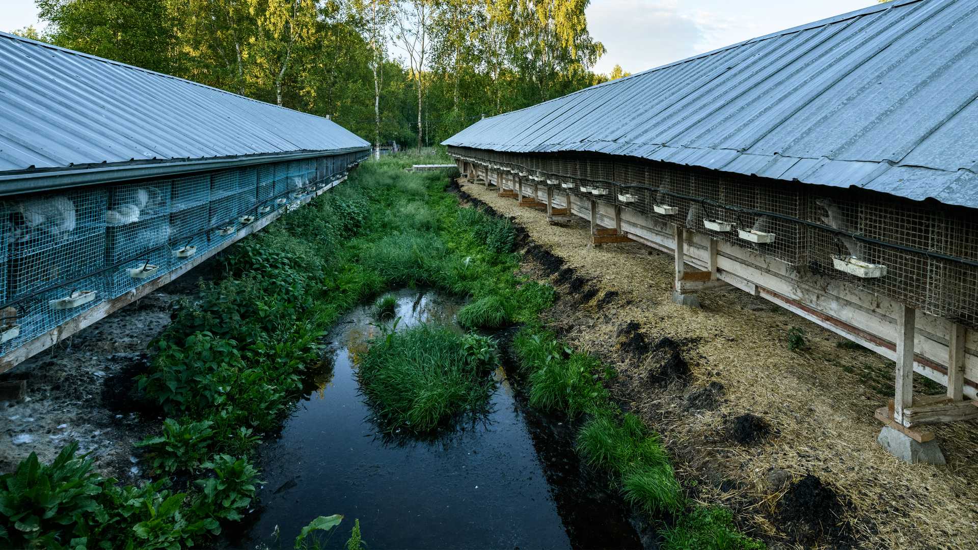 Minkkejä turkistarhalla varjotaloissa