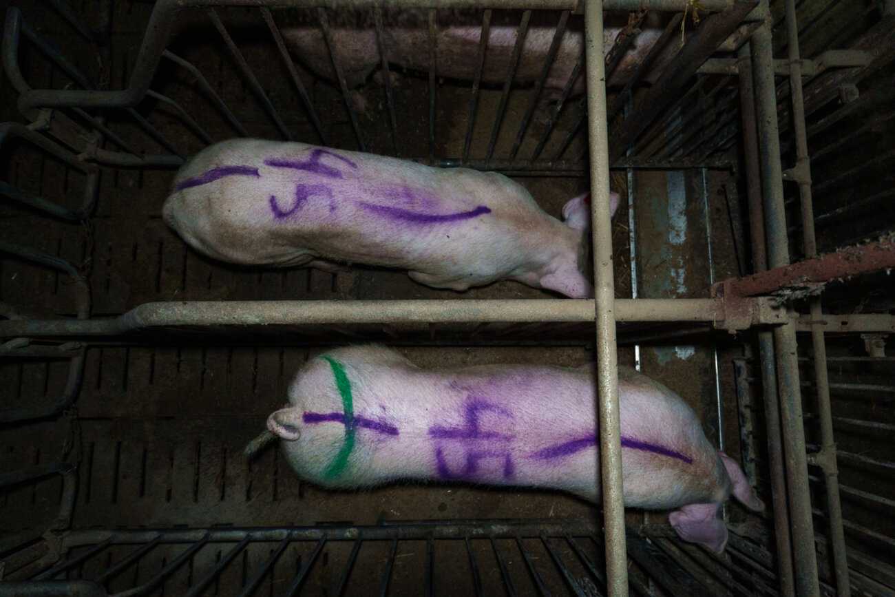 Kaksi ahtaassa tiineytyshäkissä seisovaa emakkoa, joiden selkään kirjoitettu violetilla "45", kuvattuna ylhäältä. 