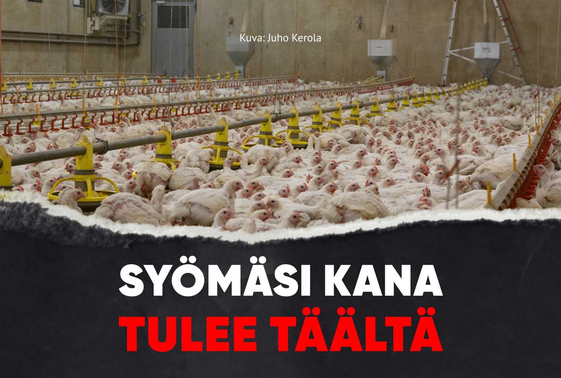 Kuva: Juho Kerola. Kuvassa betonihalli täynnä kanoja. Kuvan päällä teksti: Syömäsi kana tulee täältä.