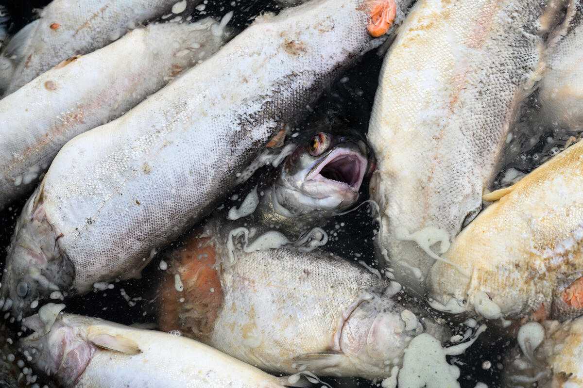 Kirjolohi haukkoo henkeään kuolleiden kalojen välissä