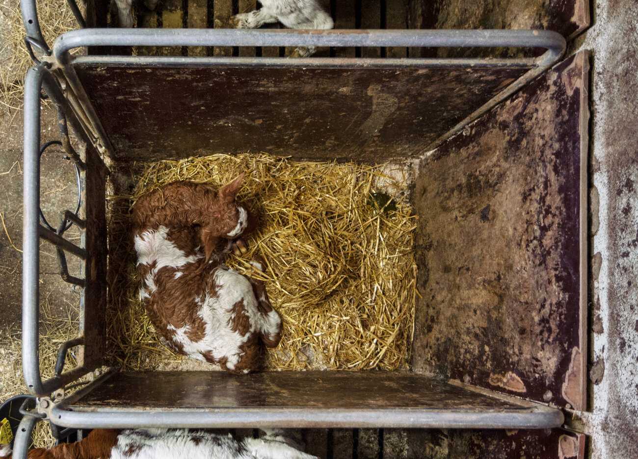 Pieni vasikka makaa ahtaan häkin pohjalla