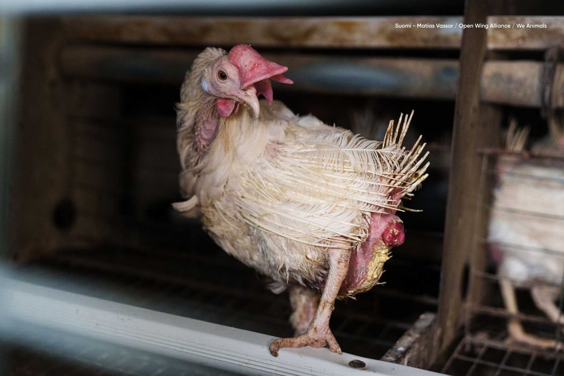 Kanalla tulehtunut ja mahdollisesti prolapsoitunut kloaakki. Kivulias tila on tavallinen seuraus runsaasta muninnasta. Laitila 2025. Matias Vassor / Open Wing Alliance / We Animals
