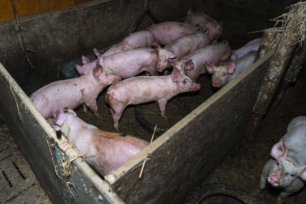 Karsinassa 11 nuorta sikaaahtaasti, niiden alla ulosteen tahrima lattia ja musta rengas. Oikealla näkyy toinen karsina ja yksi kohti katsova sika.