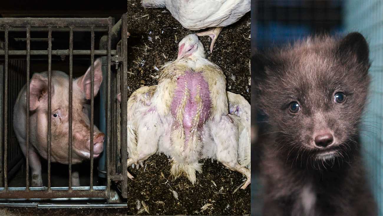 Kolmeen osaan jaettu kuva, jossa sika kaltereiden takana, broilerikanava selällään turpeessa ja ketunpoikanen häkissä