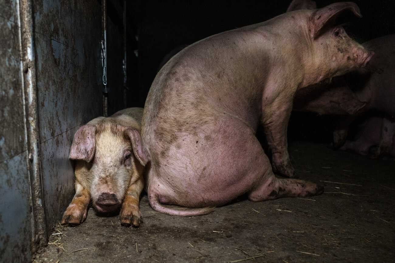 Kohti katsova makaava sika, jonka toisella puolella karsinan seinä ja toisella istuva sika