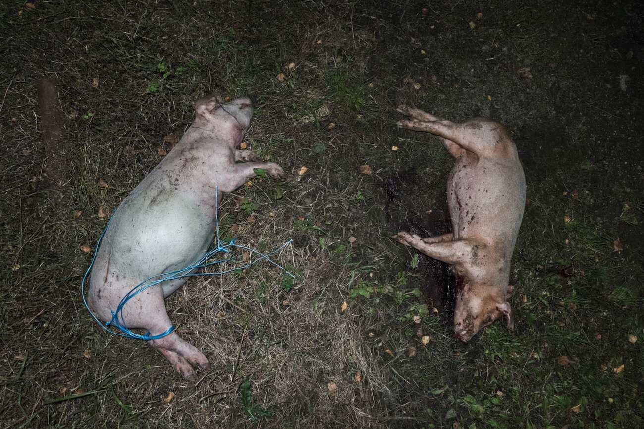 Kaksi kuollutta sikaa ulkona nurmikolla, toisen jalan ympäri on sidottu sininen naru
