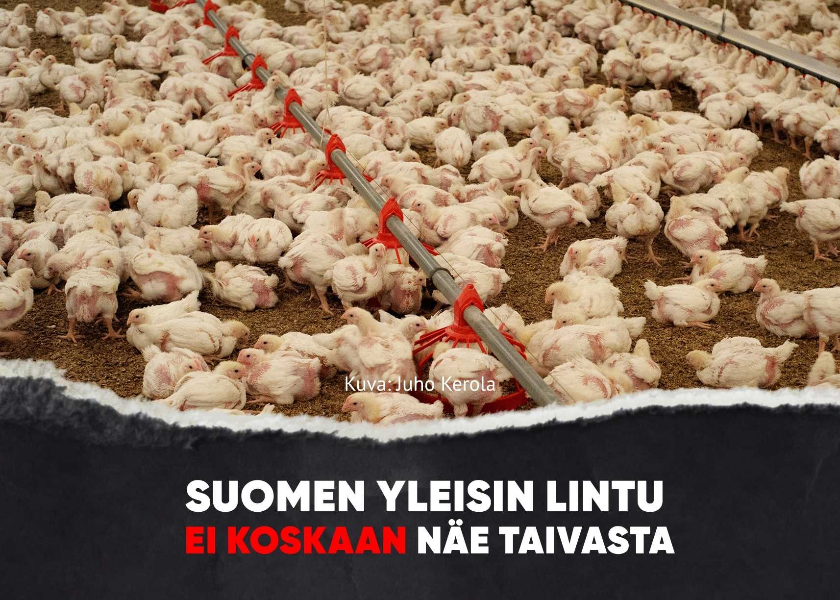 Kuva: Juho Kerola. Kuvassa paljon ylikasvaneita kananpoikia. Kuvan päällä teksti "Suomen yleisin lintu ei koskaan näe taivasta"