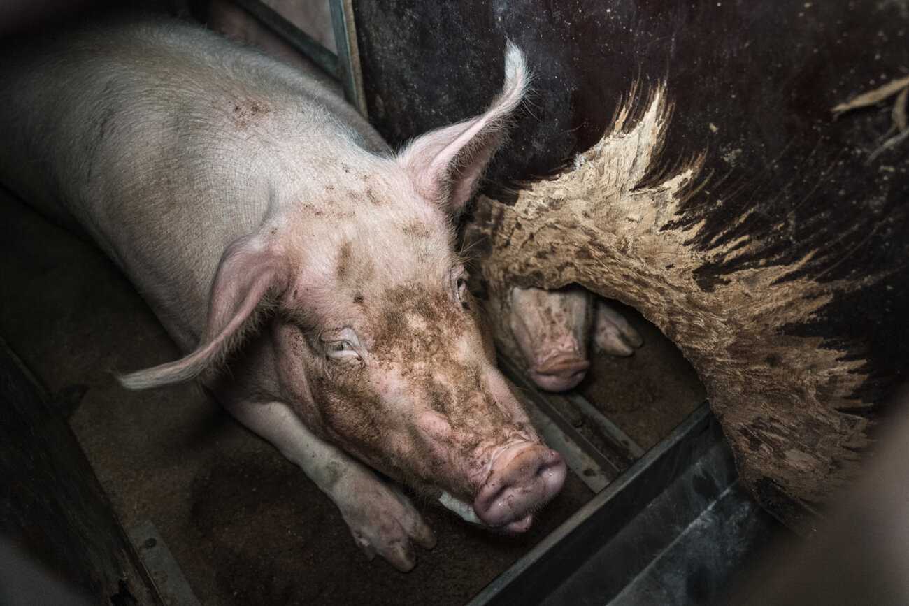Karsinassa oleva emakko, jonka oikealta puolelta levyyn purrun reiän takaa näkyy toisen sian kärsä