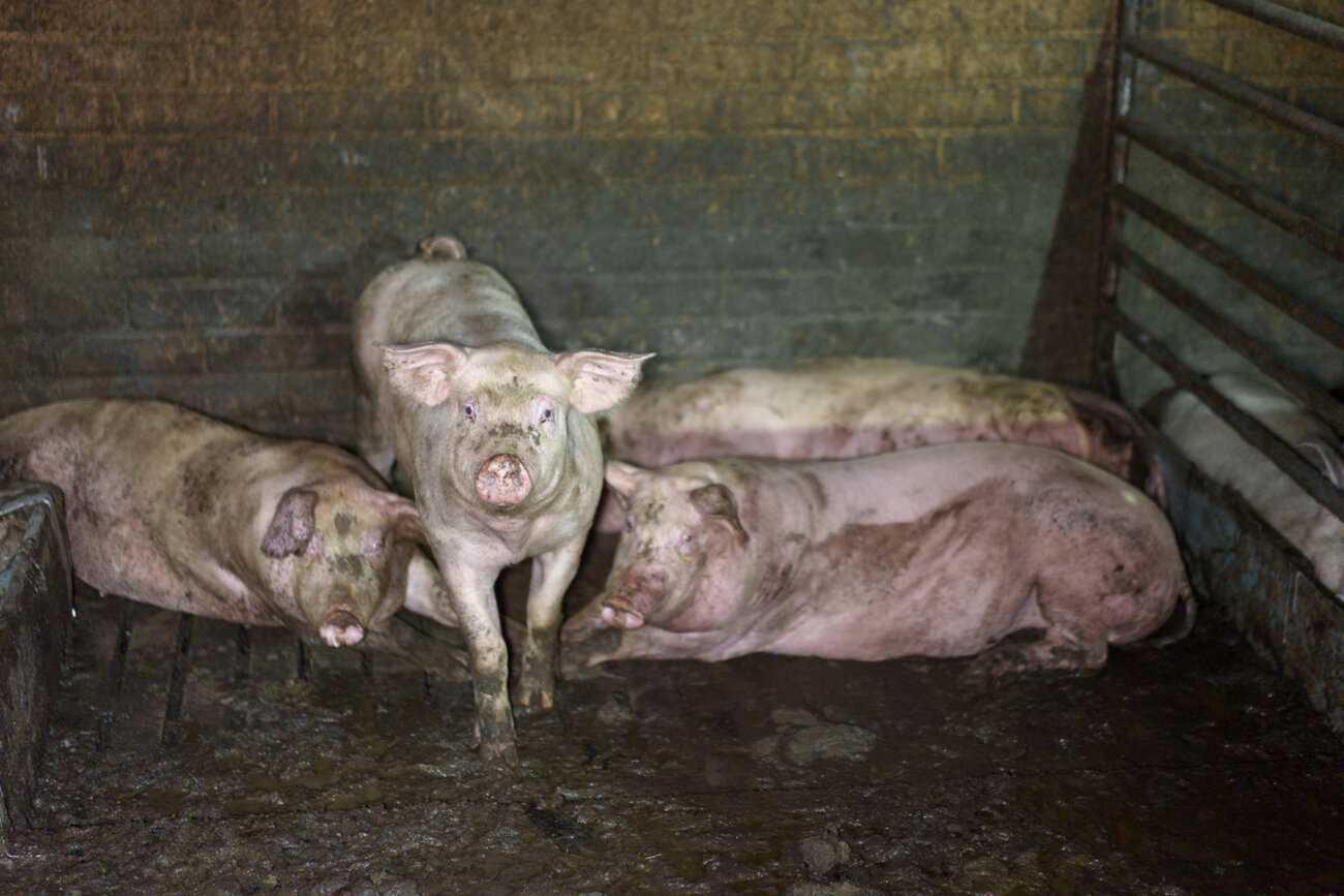 Likaisessa karsinassa kolme makaavaa ja yksi kohti katsova seisova sika. Etualalla likainen lattia.