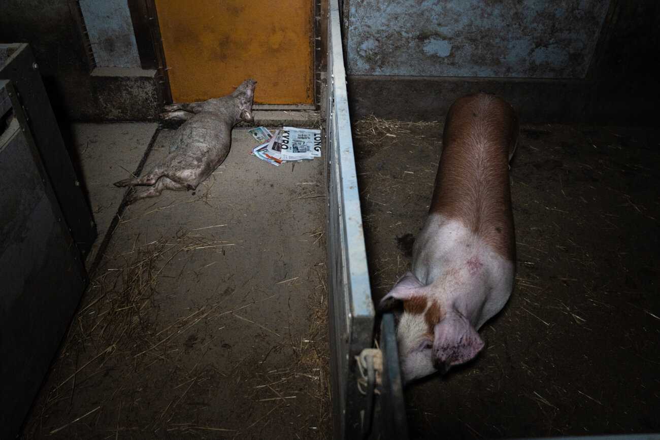 Karsinan aidan vieressä seisoo sika, jonka takaosa on tumma ja etuosa vaalea. Aidan toisella puolella käytävällä makaa kuollut sika, jonka vieressä on sanomalehti.