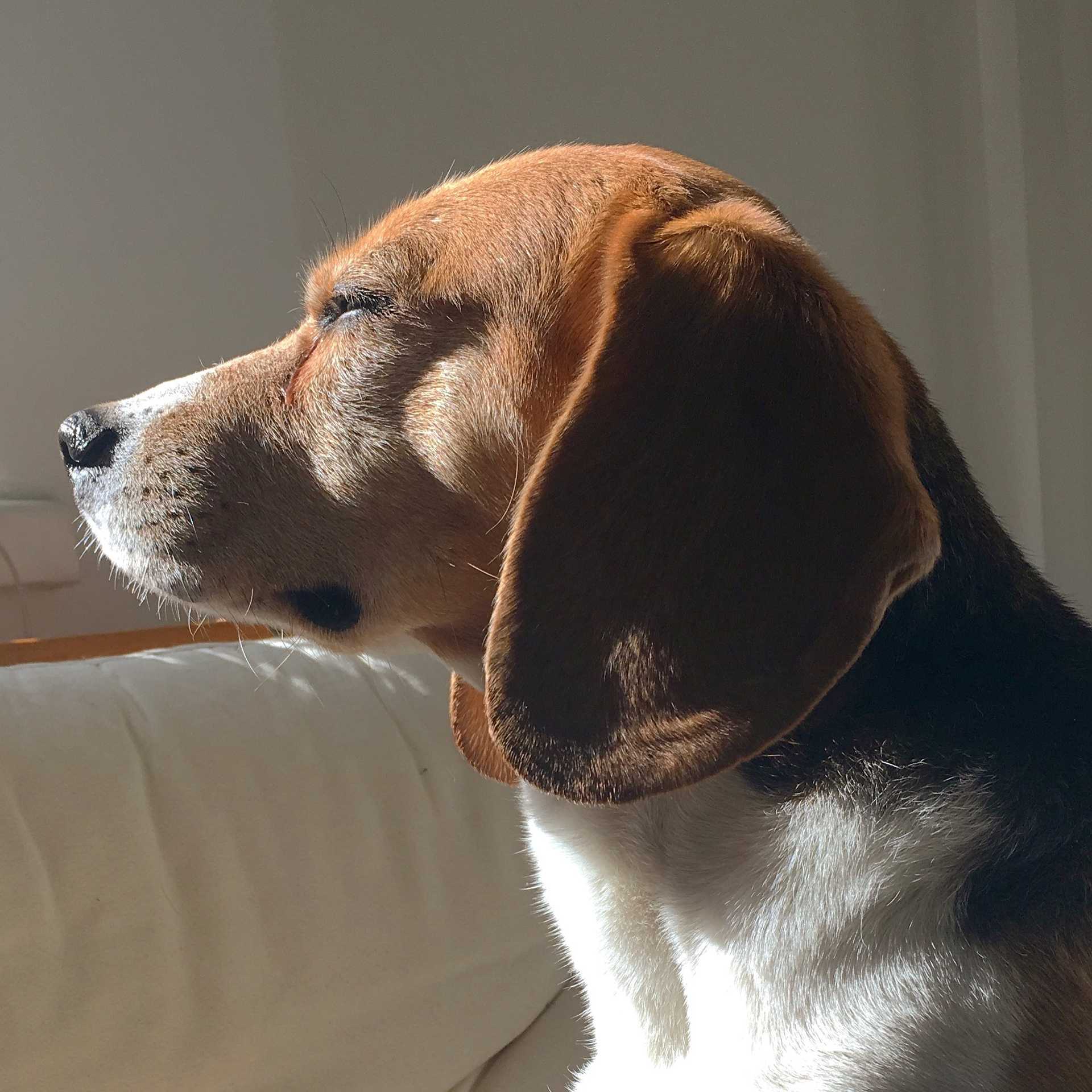 Junnu-koira istuu sisätiloissa ja aurinko osuu hänen kasvoilleen
