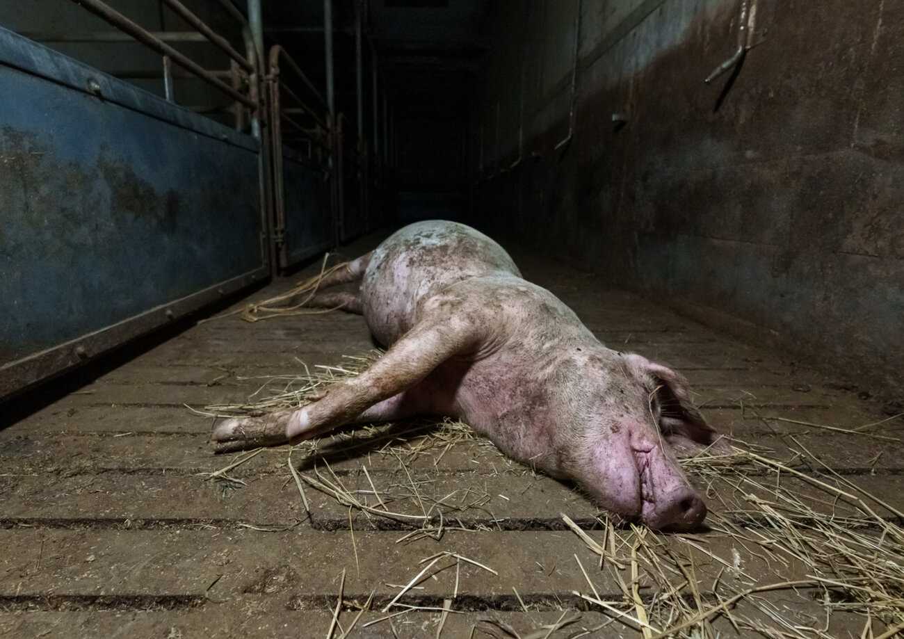 Sikalan käytävällä makaava kuollut keskikokoinen sika, etualalla olkia