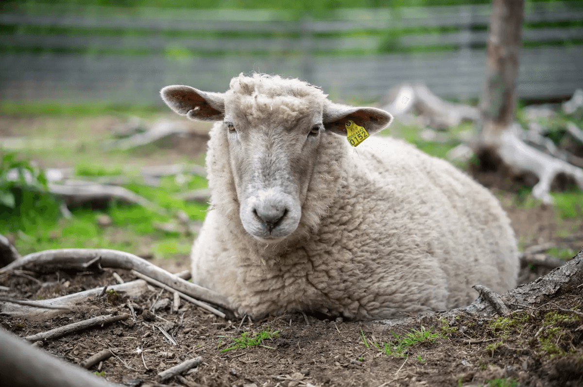 vaalea lammas makaa juurakkoisessa maassa