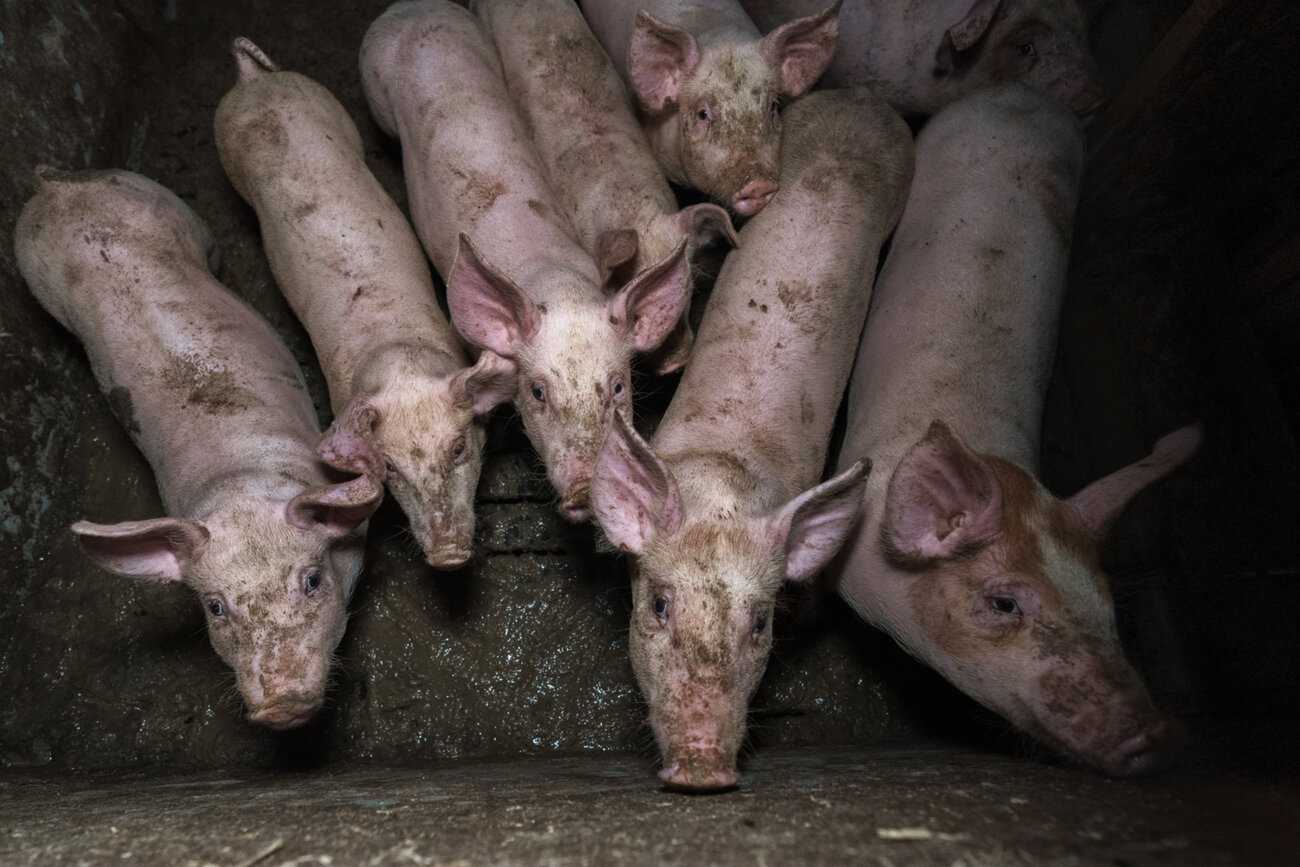 Kahdeksan nuorta sikaa katsovat ylös kohti, niiden alla näkyy ulosteen peitossa oleva lattia