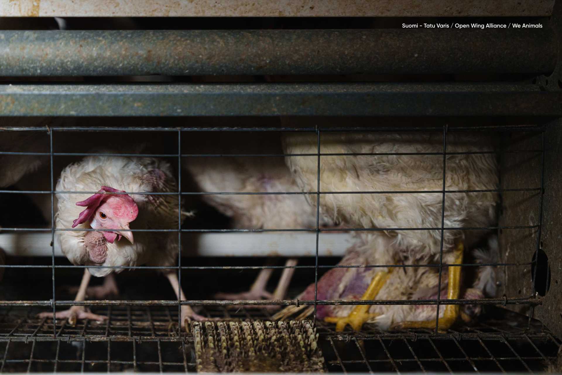 Kanoille on tarjolla kuopsutteluun pieni pala muovimattoa. Häkissä on elävien lisäksi myös kuollut kana. Laitila 2025. Tatu Varis / Open Wing Alliance / We Animals