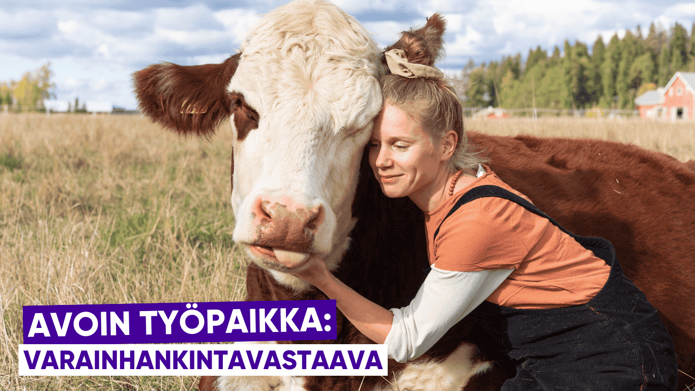 nutturapäinen ihminen halailee lempeää nautaa laitumella