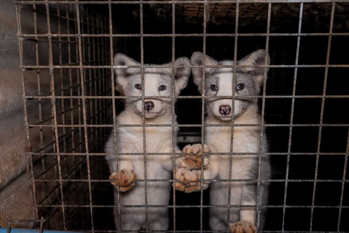 kaksi pientä kettua turkistarhalla Puolassa