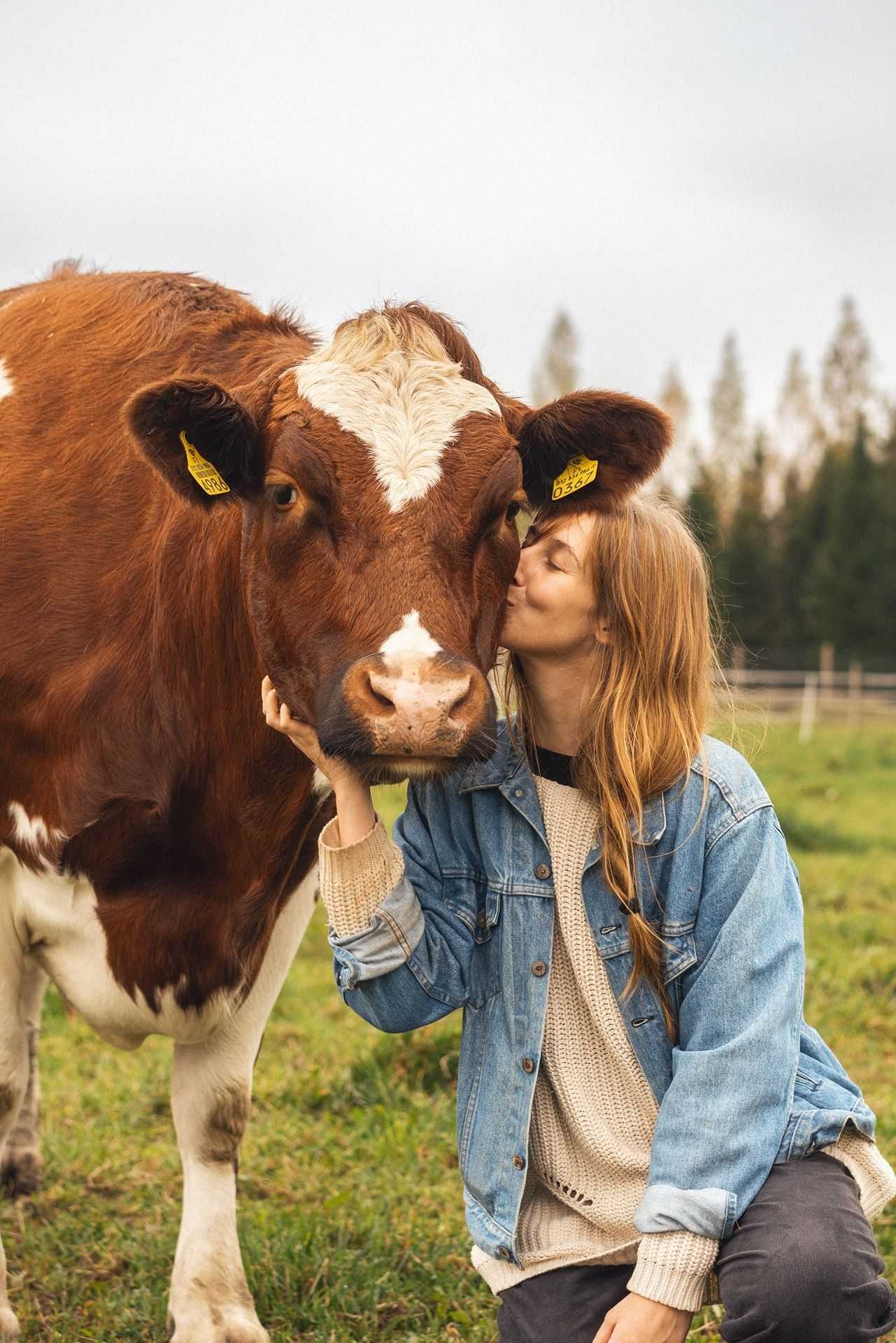 Jenna suukottaa lehmää poskelle