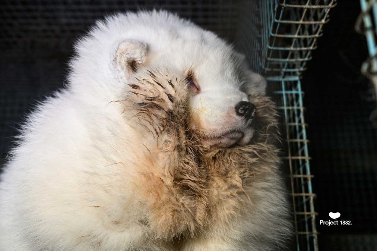 Suuri valkoinen kettu, jonka turkki on likaantunut.