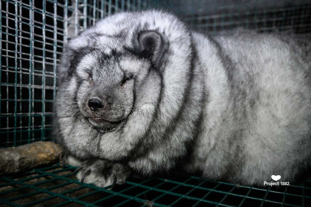 Paksu kettu makaa häkissään. Kynnet ovat pitkät.