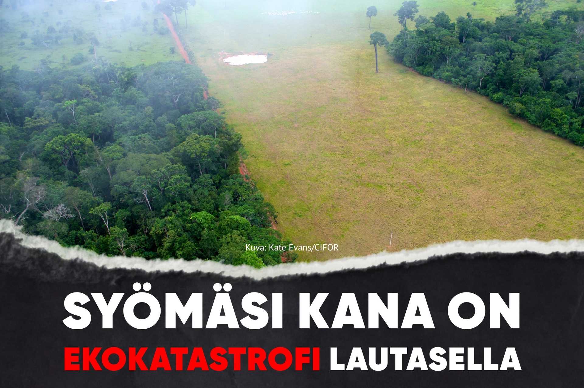 Kuva: Kate Evans / CIFOR. Kuvassa sademetsää ja viljelyskäyttöön raivattua alaa. Kuvan päällä teksti: Syömäsi kana on ekokatastrofi lautasella.