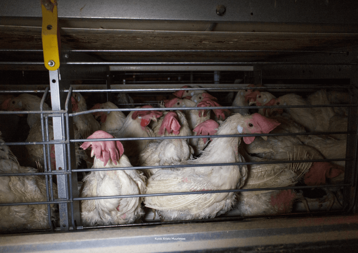 valtavasti kanoja ahtaassa häkissä