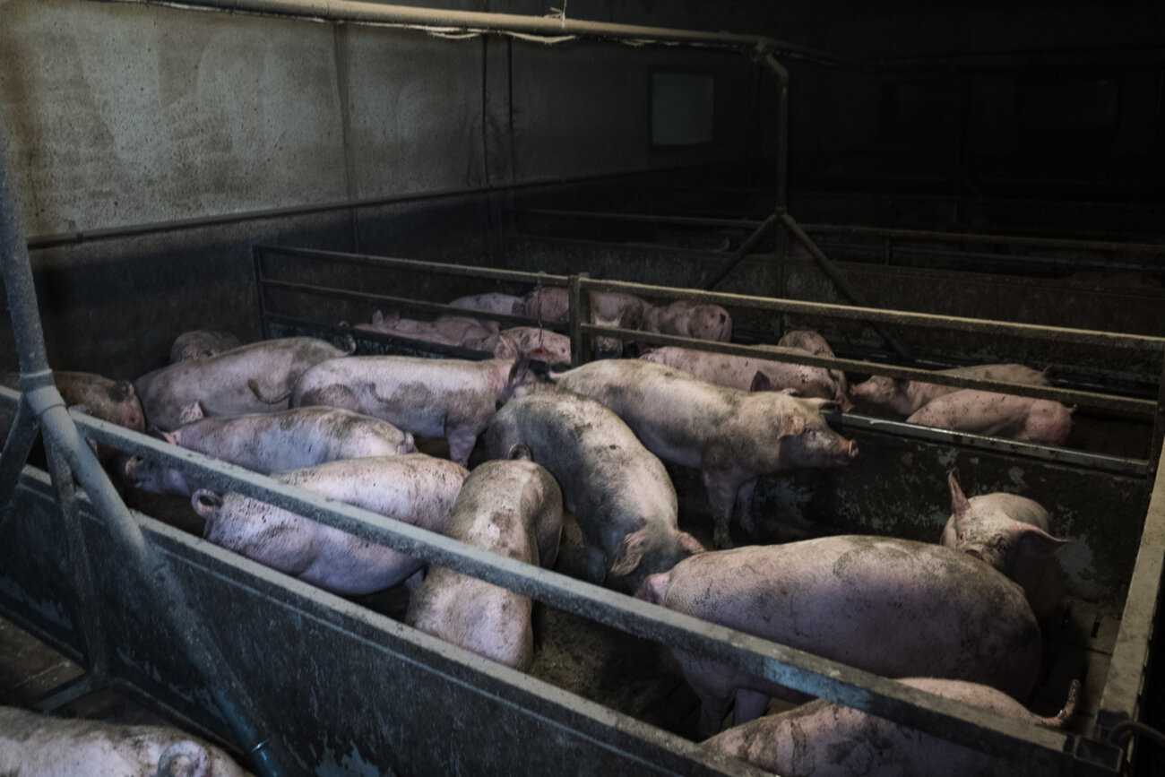 Lihasikalan karsinassa ahtaasti kymmenen isoa sikaa