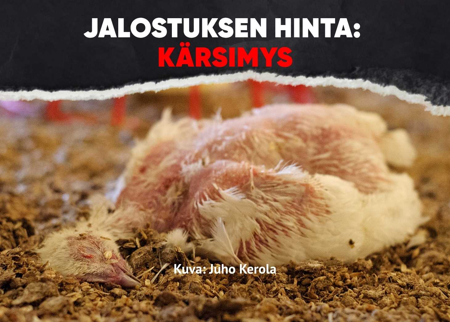 Kuva: Juho Kerola. Selälleen kuollut lintu makaa lattialla. Kuvan päällä teksti: Jalostuksen hinta: kärsimys.