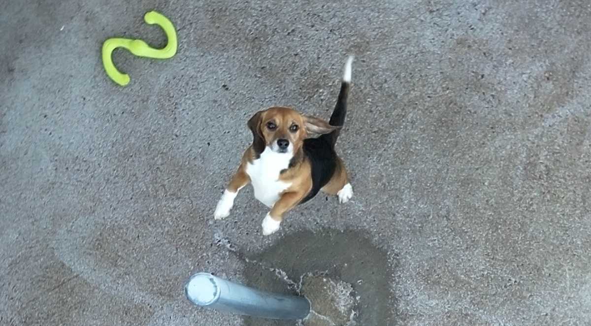 Beagle-koira takajaloillaan betonipäällysteisellä pihalla