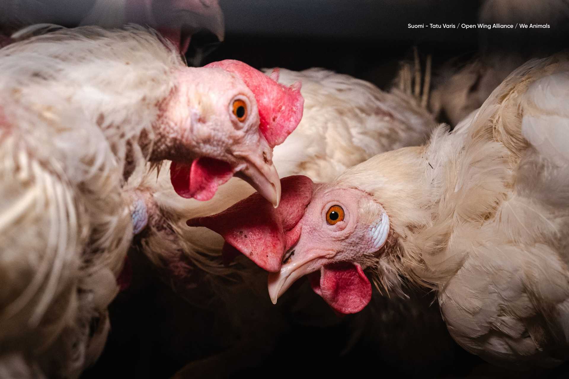 Lähikuva kahdesta kanasta ahtaassa häkissä. Laitila 2025. Tatu Varis / Open Wing Alliance / We Animals