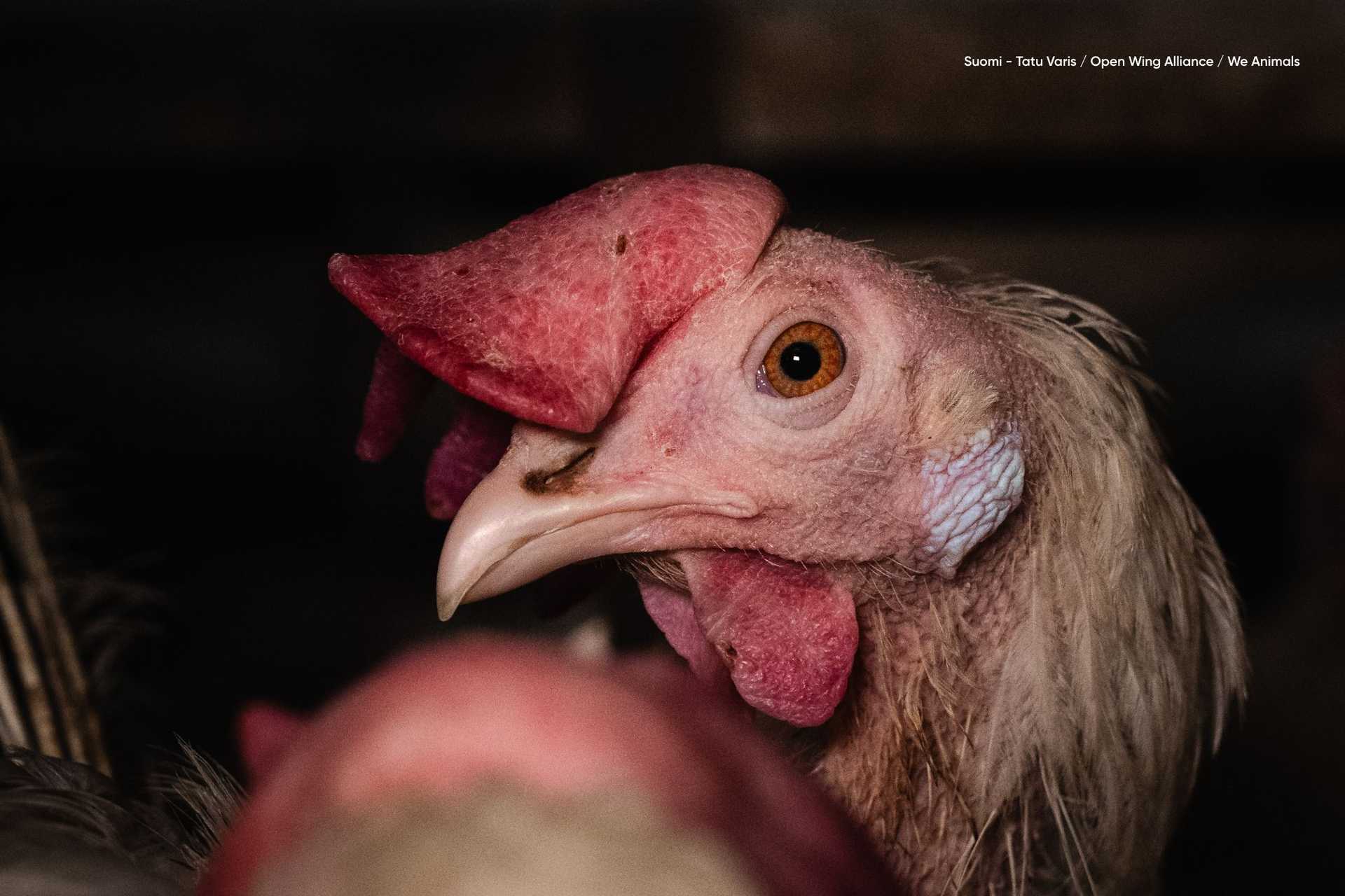 Lähikuva kanasta, jolla on lähes höyhenetön kaula ja kalpea heltta. Laitila 2025. Tatu Varis / Open Wing Alliance / We Animals
