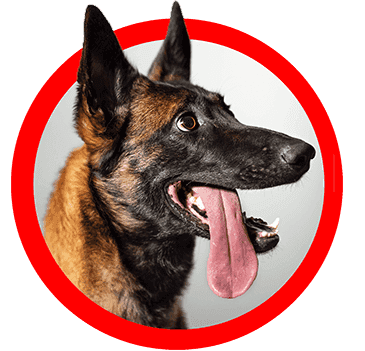 Malinois-paimenkoiran pää punaisissa kehyksissä, koiran kieli ulkona